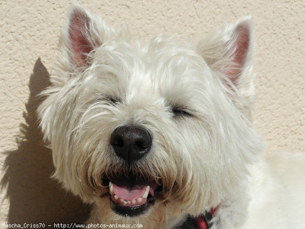 Photo de West highland white terrier