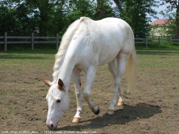 Photo de Paint horse