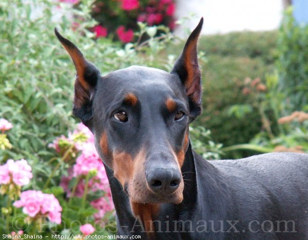 Photo de Dobermann