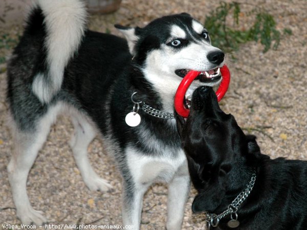 Photo de Husky siberien