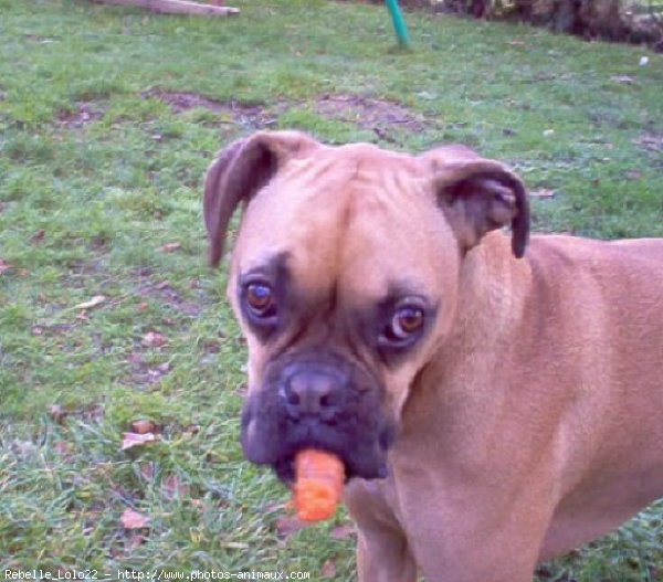 Photo de Boxer