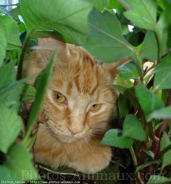 Photo de Chat domestique