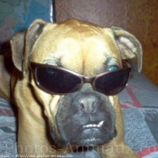 Photo de Boxer