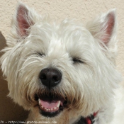 Photo de West highland white terrier