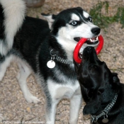 Photo de Husky siberien