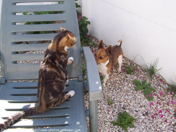 Photo de Jack russell terrier