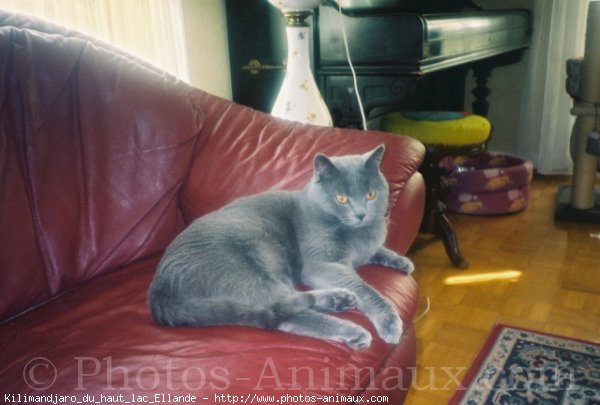 Photo de Chartreux