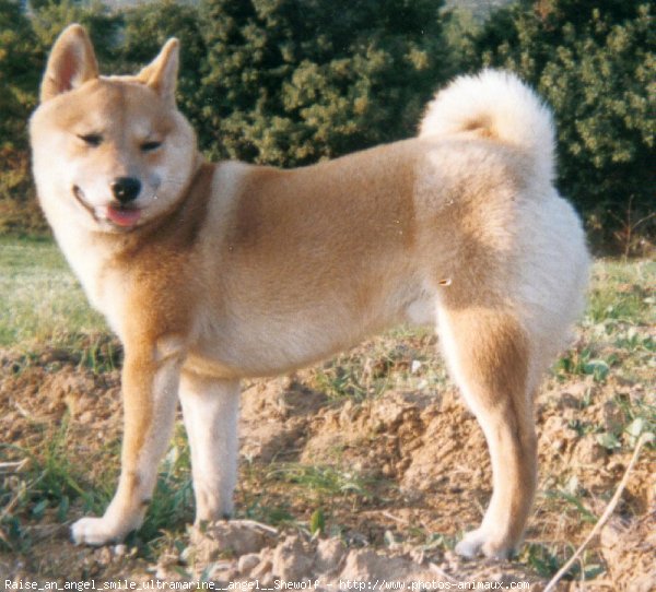 Photo de Shiba