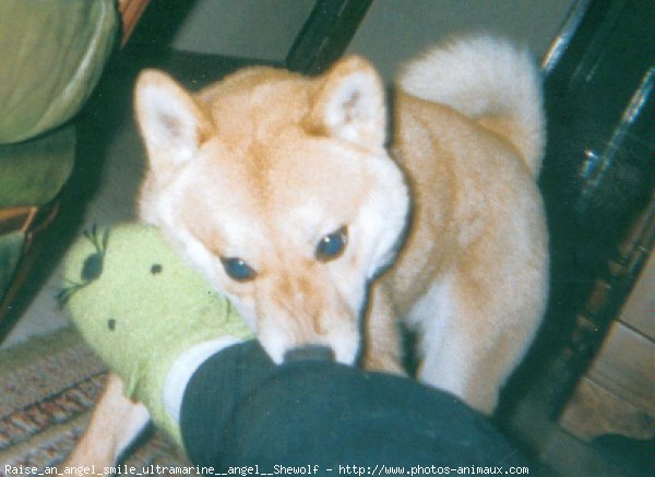 Photo de Shiba