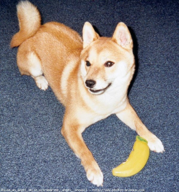 Photo de Shiba