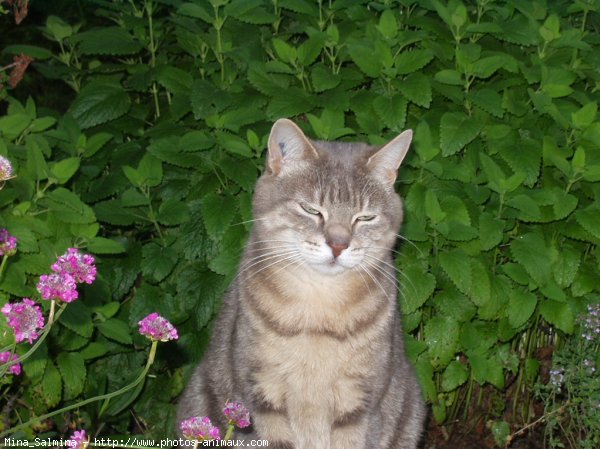 Photo de Chat domestique