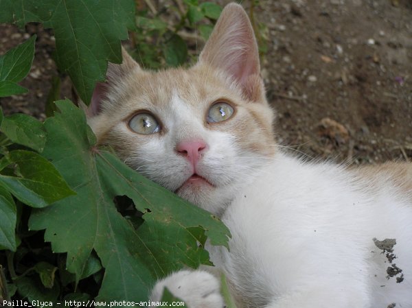 Photo de Chat domestique