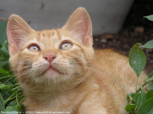 Photo de Chat domestique