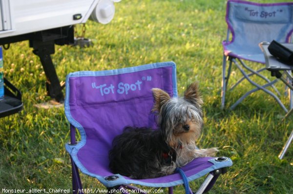 Photo de Yorkshire terrier