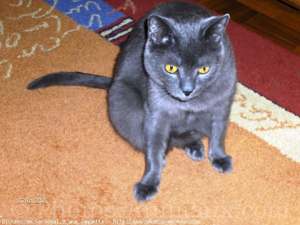 Photo de Chartreux