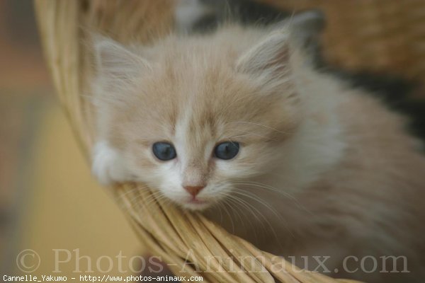 Photo de Chat domestique