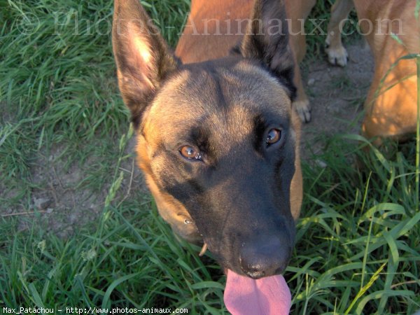 Photo de Berger belge malinois