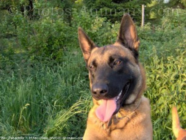 Photo de Berger belge malinois