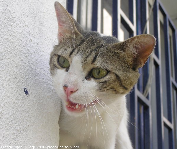 Photo de Chat domestique