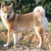 Photo de Shiba