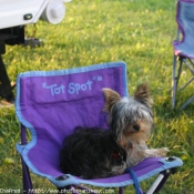 Photo de Yorkshire terrier