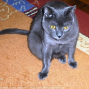 Photo de Chartreux