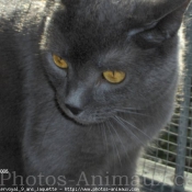 Photo de Chartreux