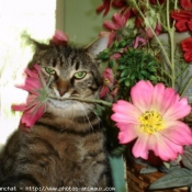 Photo de Chat domestique