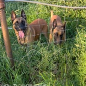 Photo de Berger belge malinois