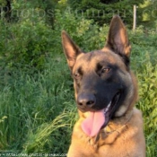 Photo de Berger belge malinois