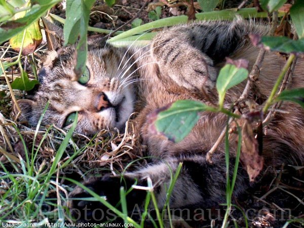 Photo de Chat domestique