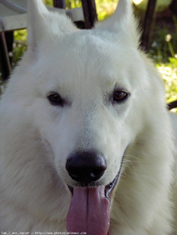 Photo de Berger blanc suisse