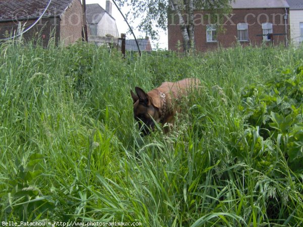 Photo de Berger belge malinois