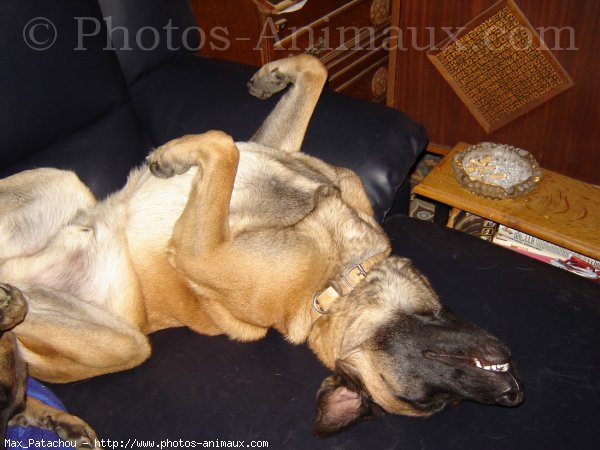 Photo de Berger belge malinois