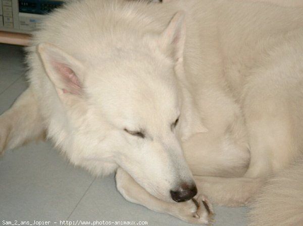 Photo de Berger blanc suisse