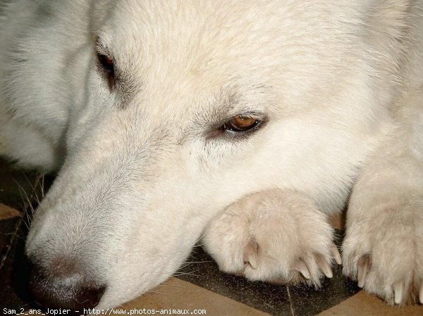 Photo de Berger blanc suisse