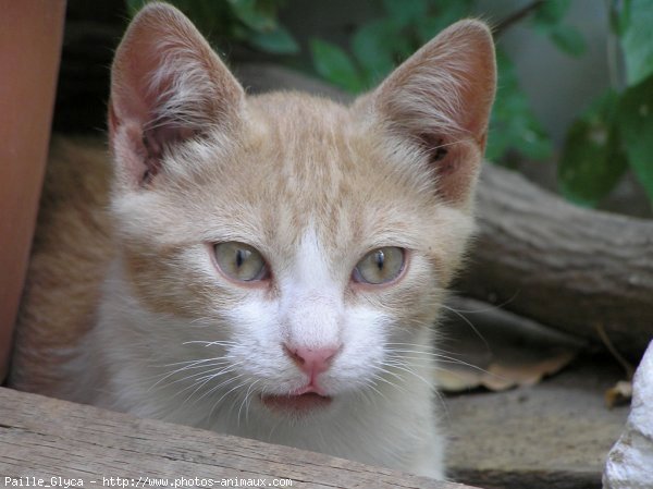 Photo de Chat domestique