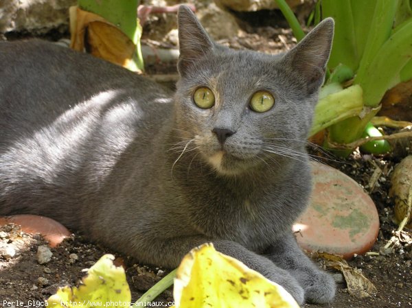 Photo de Chat domestique