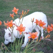 Photo de Berger blanc suisse