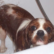 Photo de Cavalier king charles spaniel