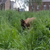 Photo de Berger belge malinois