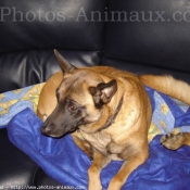 Photo de Berger belge malinois