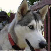 Photo de Husky siberien