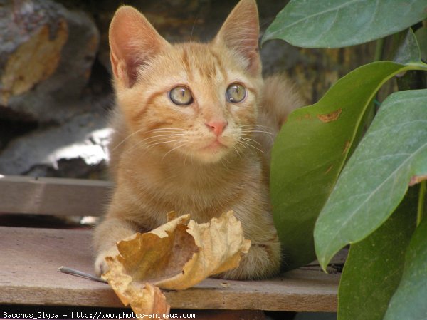 Photo de Chat domestique