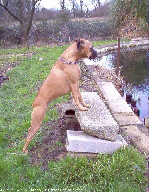 Photo de Boxer