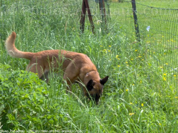 Photo de Berger belge malinois