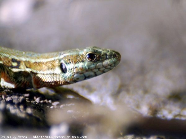 Photo de Lezard