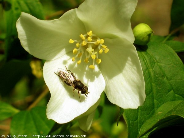 Photo de Mouche