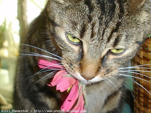 Photo de Chat domestique