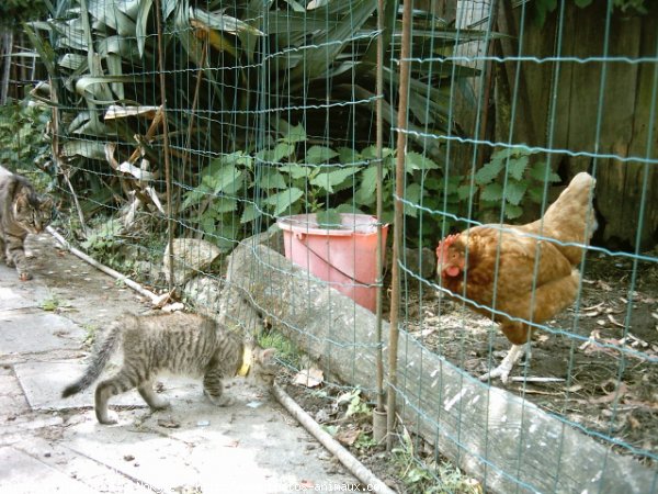 Photo de Races diffrentes